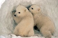 Polar Bear cubs