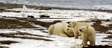 Polar Bear sow and two cubs on the Beaufort Sea coast