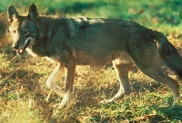 Red Wolf, US Fish & Wildlife Service (public domain)