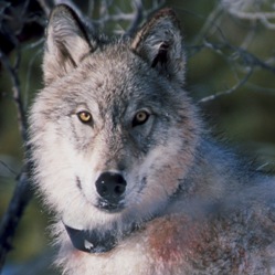 Wolf watches biologists in Yellowstone National Park after being captured and fitted with a radio collar, William C. Campbell, U.S. Fish & Wildlife Service (public domain)