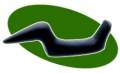 Institute for American Indian Studies birdstone logo